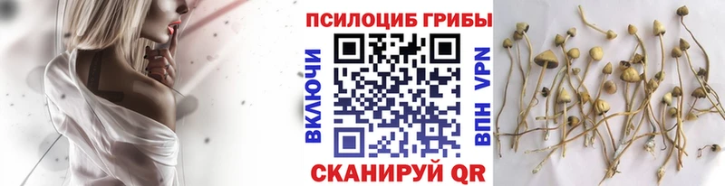 Галлюциногенные грибы Psilocybine cubensis Нефтекамск